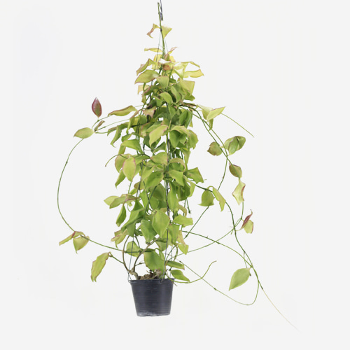 Hoya Oblongata - Houseplants or Indoorplants