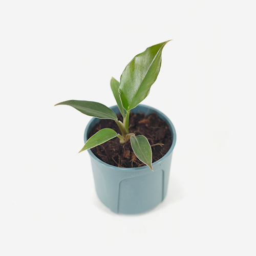 Philodendron Pluto(M)