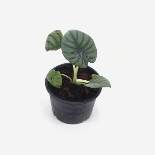 Alocasia sp - Houseplants or Indoorplants
