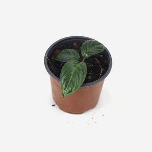 Xanthosoma Lindenii(S) - Houseplnats or Indoorplants