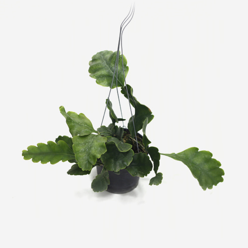 Rhipsalis Oblonga - Houseplants or Indoorplants