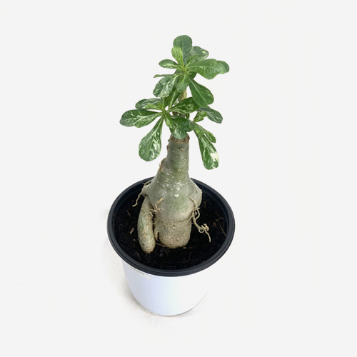 Adenium Variegata (Desert Rose Bonsai) - Houseplants or Indoorplants
