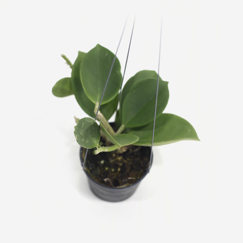 Hoya Pachyclada - Houseplants or Indoorplants