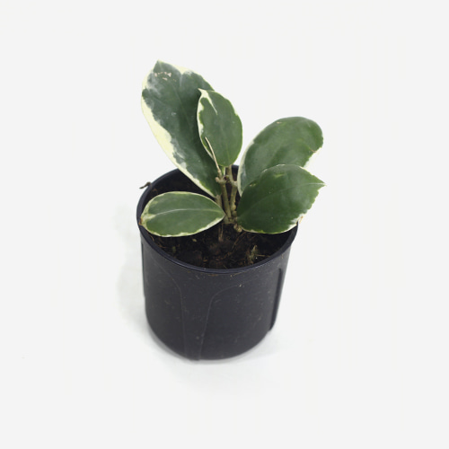 Hoya Carnosa Tricolor - Houseplants or Indoorplants