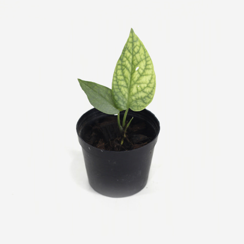 Amydrium Medium - Houseplants or Indoorplants