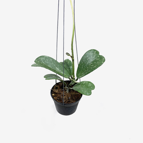 Hoya Kerrii Splash - Houseplants or Indoorplants