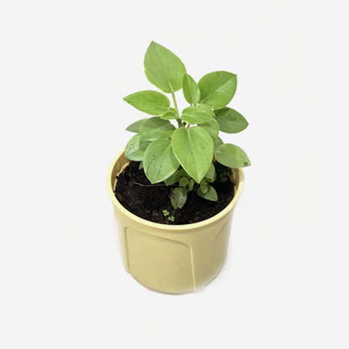 Peperomia Pixie Lime - Houseplants or Indoorplants