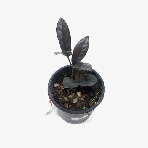 Zamioculcas Zamiifolia Black