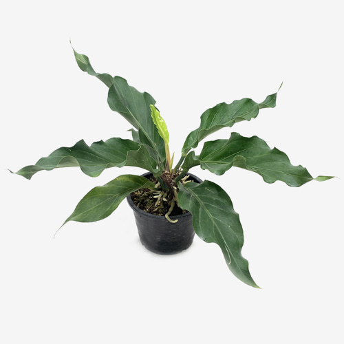 Anthurium Plowmanii Croat - Houseplants or Indoorplants