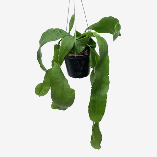 Epiphyllum Oxypetalum - Houseplants or Indoorplnats