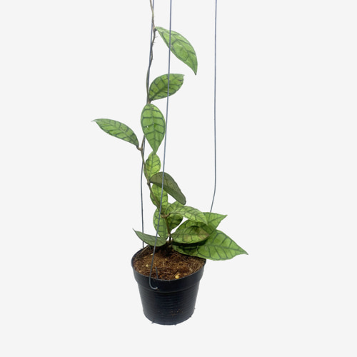 Hoya Callistophylla - Houseplants or Indoorplants