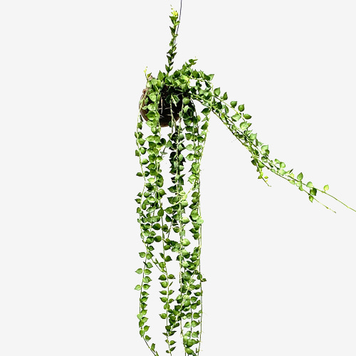 Dischidia Ruscifolia(Escargot) - Houseplants or Indoorplants