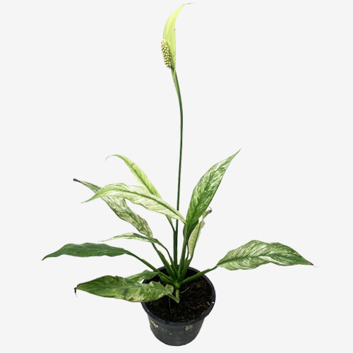 Spathiphyllum Domino Variegated - Houseplants or Indoorplants