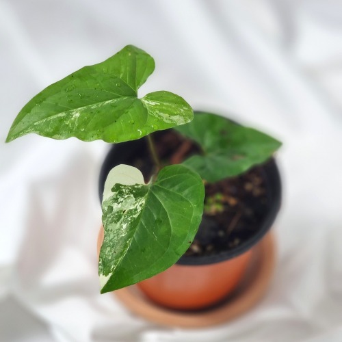 싱고니움 포도필럼 알보 바리에가타 Syngonium Podophyllum Albo-Variegatum [잎 2~3장]