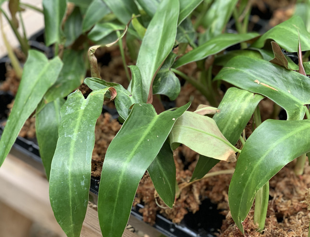 calkins gold philodendron Philodendron Calkins Gold – Orchid-Tree main image 0