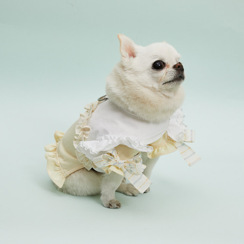 louisdog louisdog