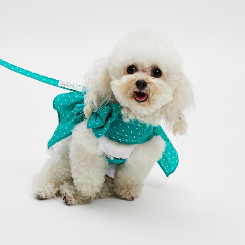 louisdog