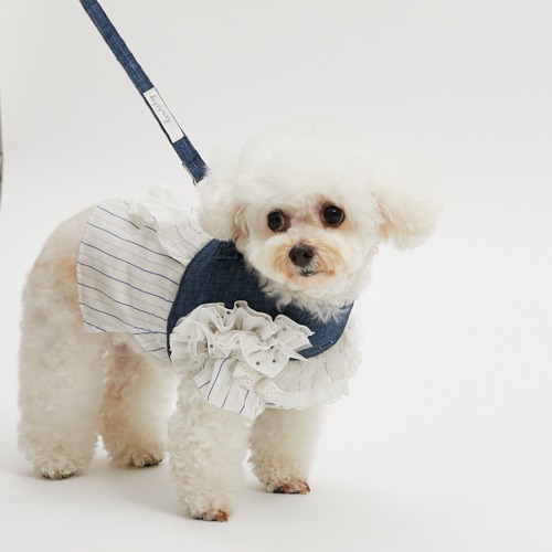 Collar & Leash - louisdog