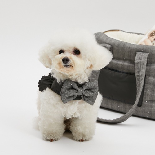 Collar & Leash - louisdog
