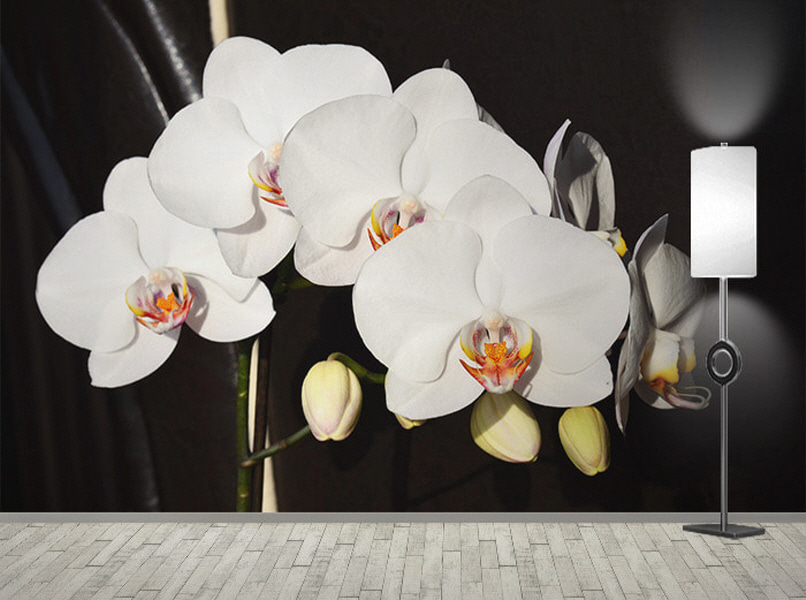 포토 벽지-17PH879 orchid 난꽃 흰잎 꽃 3폭(주문 제작도 가능)
