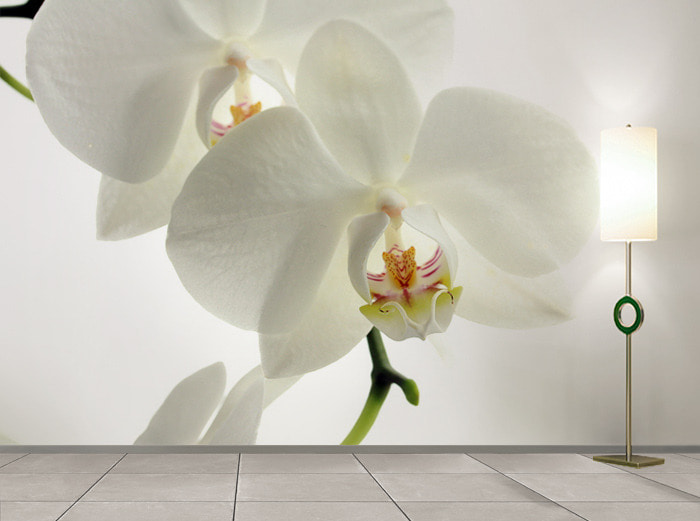 일러스트 벽지-18PH003 꽃 식물 3폭(주문 제작도 가능)