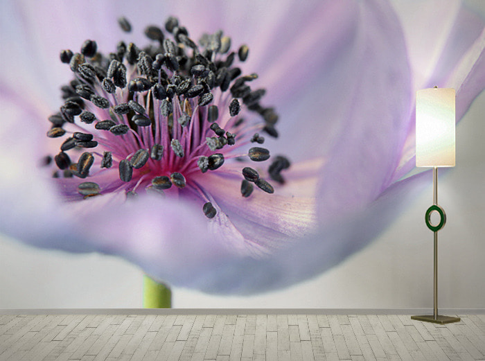 포토 벽지-18PH005 아네모네 꽃 3폭(주문 제작도 가능)