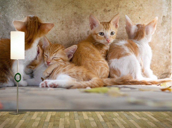 포토 벽지-21PH111 - 아기 고양이 애완동물 포근 따뜻 3폭(주문 제작도 가능)