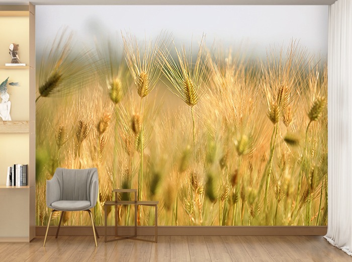 포토 벽지-17PH1162 barley field 보리밭 자연 식물 풍경 3폭(주문 제작도 가능)