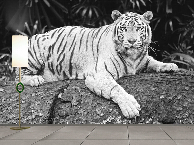 포토 벽지-17PH822 호랑이 Tiger 동물 백호 흑백 3폭(주문 제작도 가능)