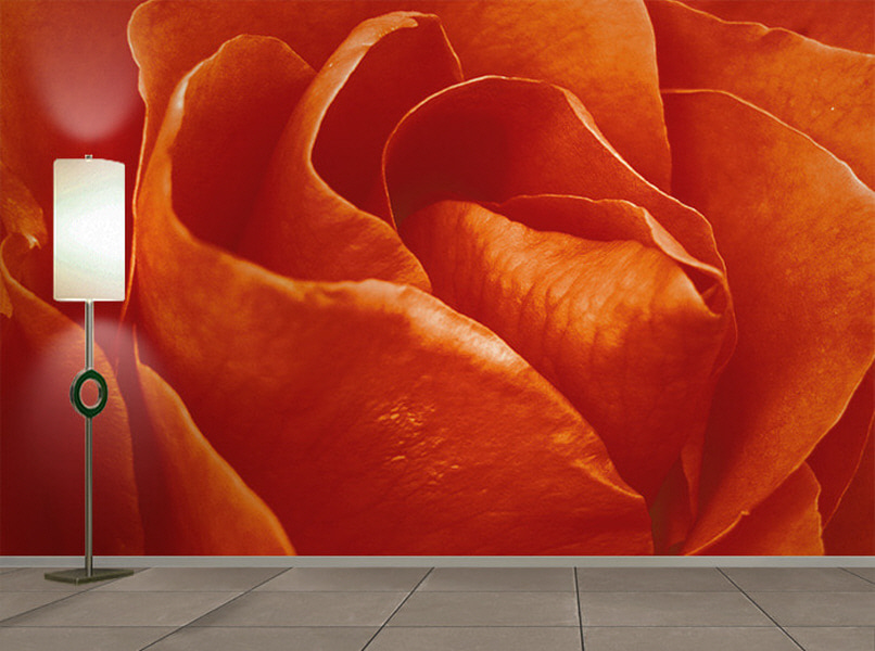 포토 벽지-17PH898 rose 장미 붉은잎 접사 확대 꽃 3폭(주문 제작도 가능)