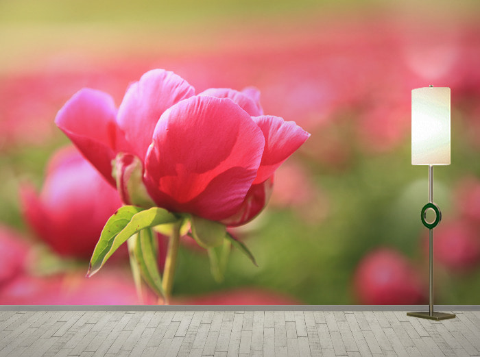 포토 벽지-12PH023 꽃밭 붉은꽃 3폭(주문 제작도 가능)