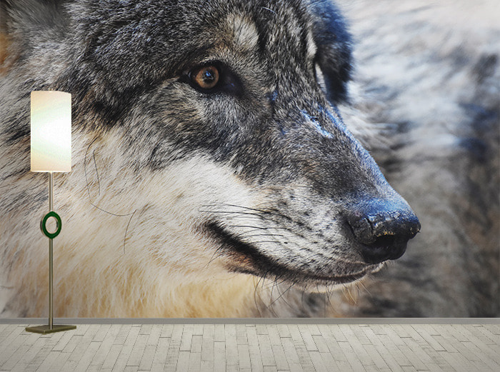 포토 벽지-18PH329 늑대 동물 3폭(주문 제작도 가능)