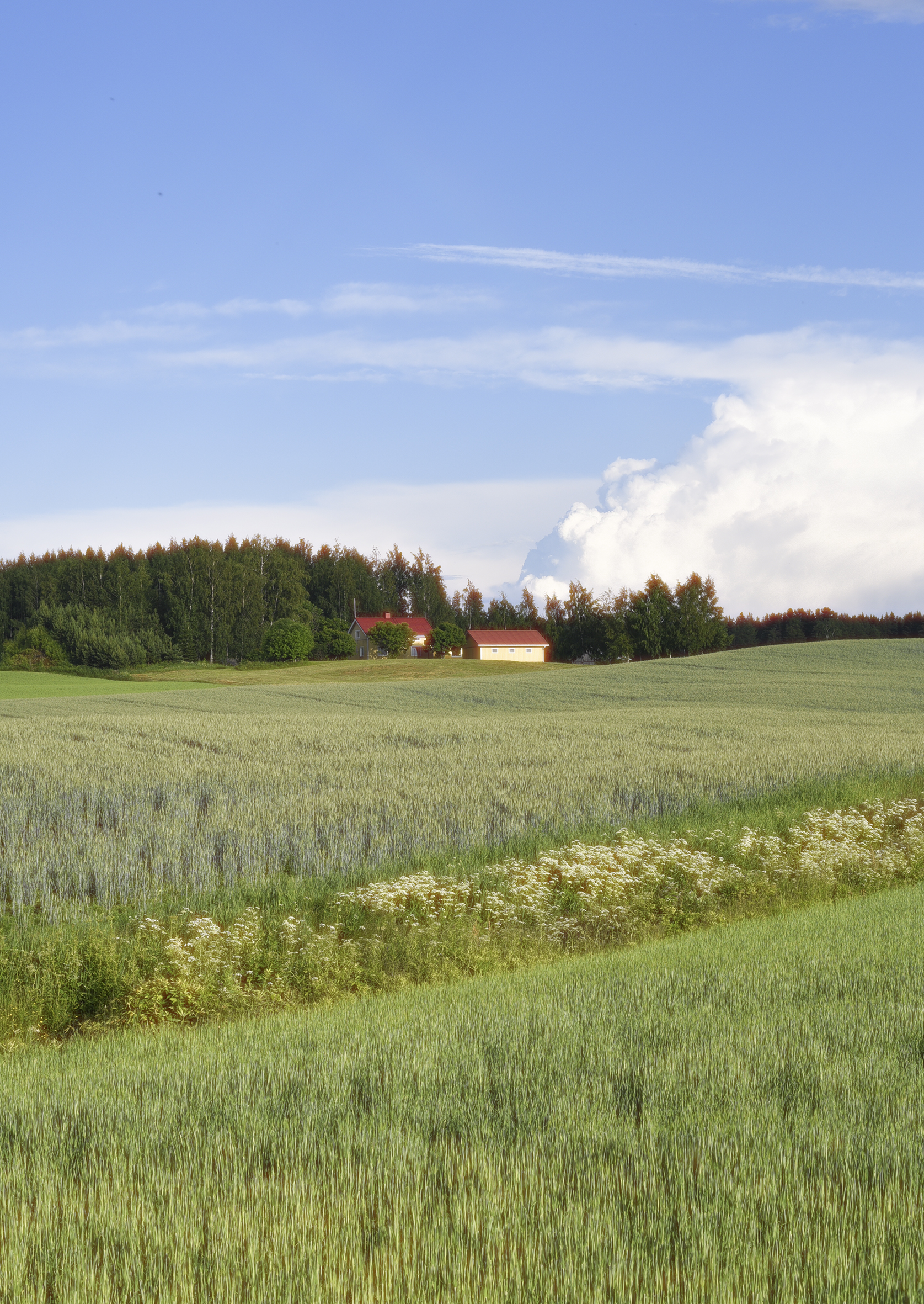 [New] grassland, Finland #1