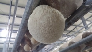 노루궁뎅이버섯 봉지배지(3.2kgX3개)버섯종균