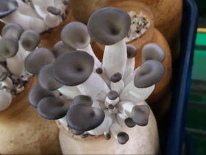 15 bottles of oyster mushrooms for cultivation (kudzu, wood) and 20 bottles