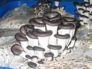 원목,칡재배용 느타리버섯 봉지종균 (3.2kg) 3개,4개버섯종균