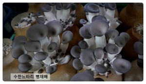6 bottles of oyster mushroom disease bacteria (bacteria, bacteremia)