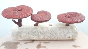 灵芝蘑菇袋纸种菌 3.2kgX3个，3.2kgX4个（扁角，鹿角）