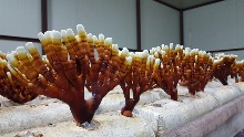 고품질 무농약 GAP인증 녹각영지버섯버섯종균