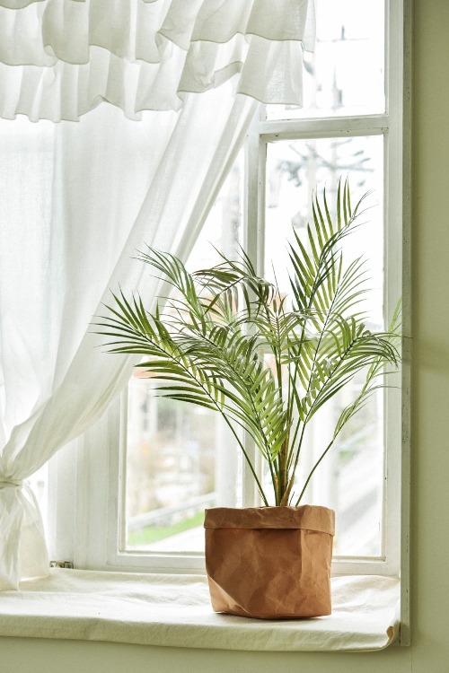 아레카 야자 나무 화분 팜트리 palm pot 75