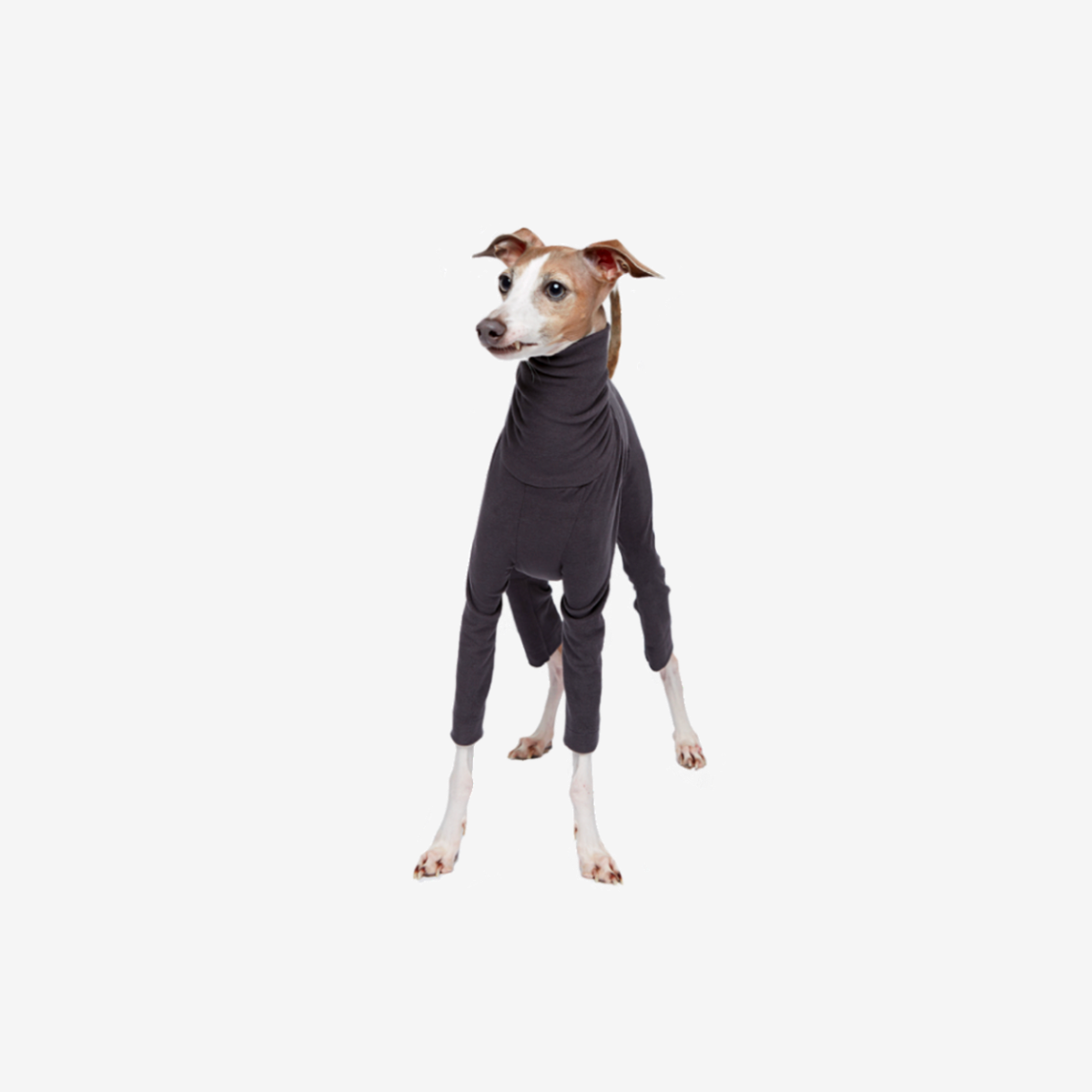 하트어스아트 Italian greyhound Soft Jersey - Charcoal